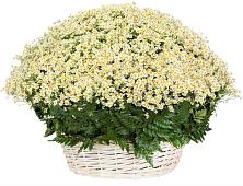 Цветочная композиция из Ромашки в корзине #REPLACE_PRED# Новый Быт